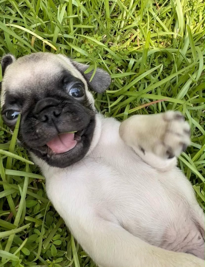 Otis, a Pug male