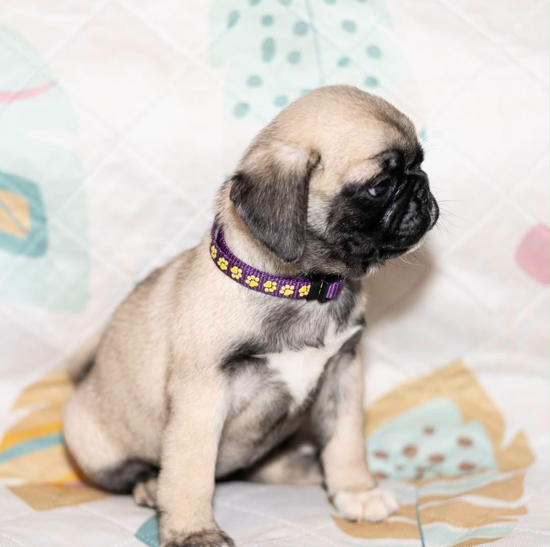 Natalie, a Pug female
