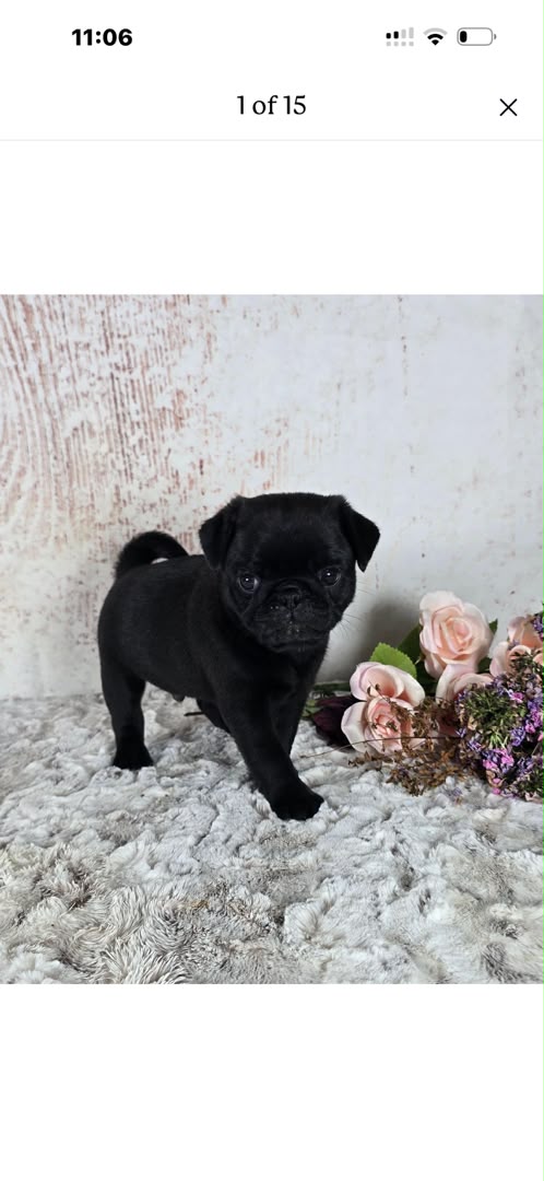Buster, a Pug male