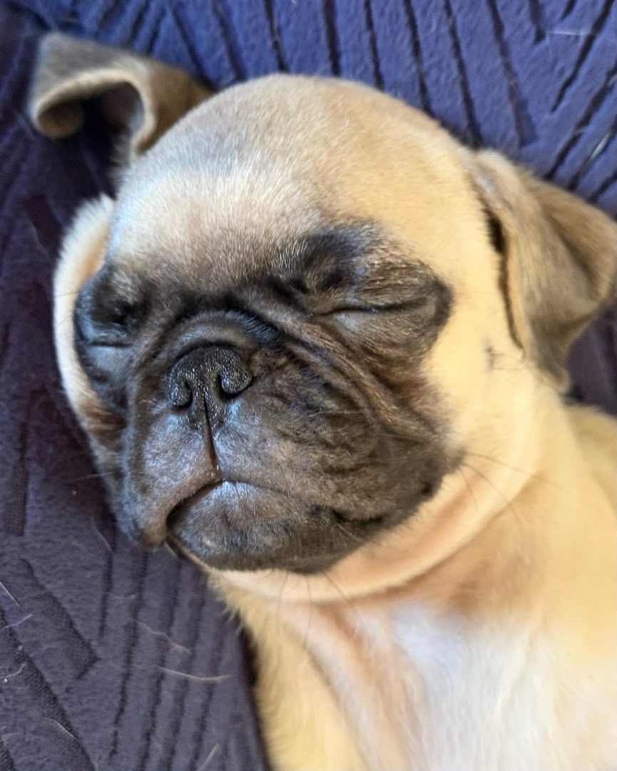 Otis photo 7