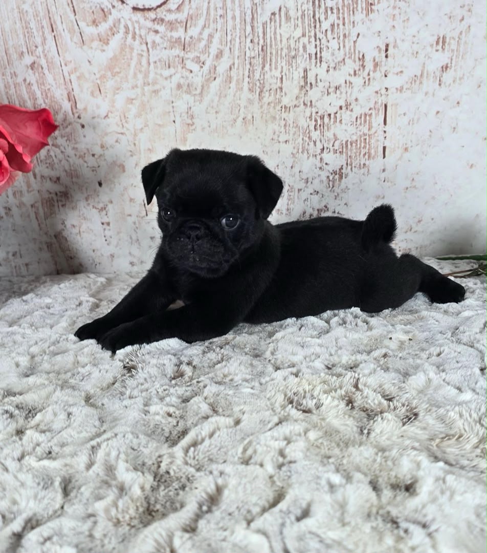 Buster photo 3