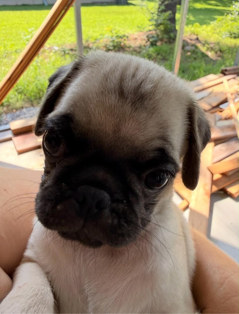 Otis photo 5