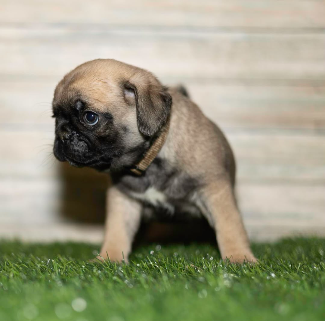 Moe, a Pug male
