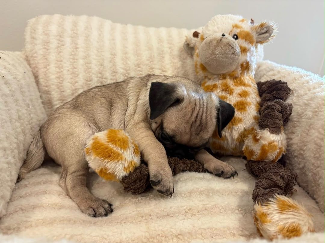 kiara, a Pug female